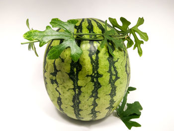 Close-up of vegetable over white background