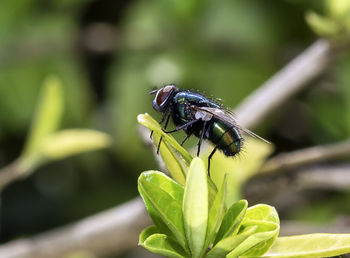 Close-up of fly on leaf