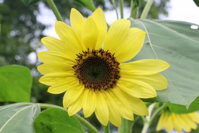 Close-up of sunflower