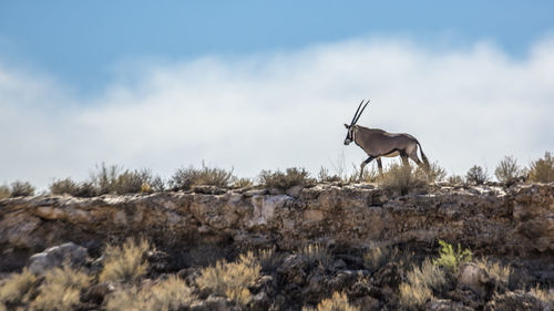 View of giraffe on rock