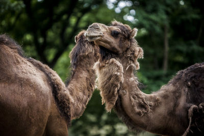 Camels standing against trees