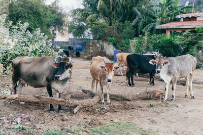 Cows standing in a field