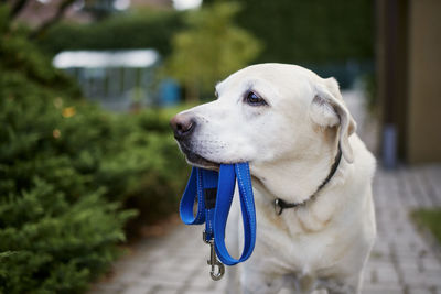 Dog waiting for walk. labrador retriever standing with leash in mouth against back yard of house.