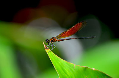 Close-up of insect on leaf