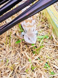 High angle view of insect on grass