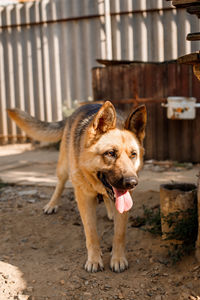 Portrait of a dog