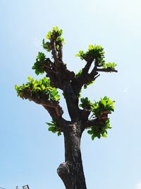 Low angle view of tree against clear sky