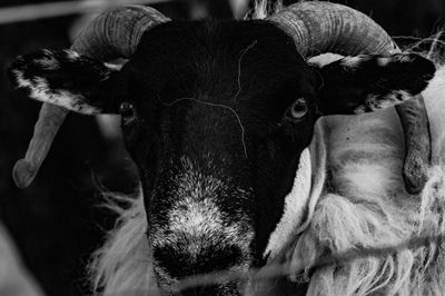 Close-up portrait of sheep 