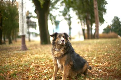 Portrait of dog on the ground