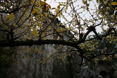 Low angle view of flower tree against sky