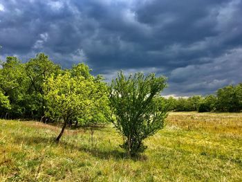 Trees growing on field against sky