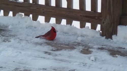 Bird swimming in snow