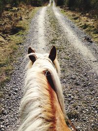 High angle view of horse in water