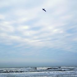 Bird flying over sea against sky