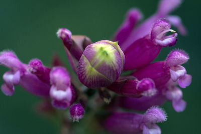 Close-up of flowers blooming outdoors