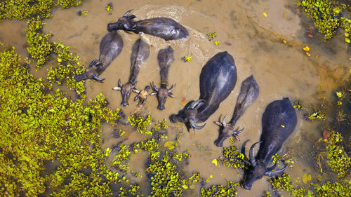 Eight buffalo families playing in the swamp. the black buffalo is soaked in the waterway. 