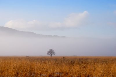 Scenic view of field against sky