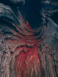 Full frame shot of tree trunk