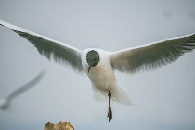 Low angle view of seagull flying