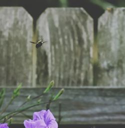 Bird flying over pink flower