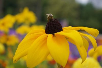 Close-up of yellow flower