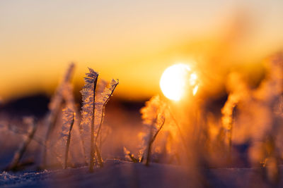 Frosty dawn. nature's icy embrace in early spring in northern europe