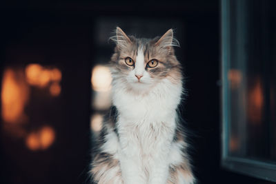 Close-up portrait of a cat at home