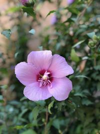 Close-up of pink rose flower