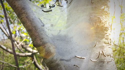 Close-up of lizard on tree trunk in forest