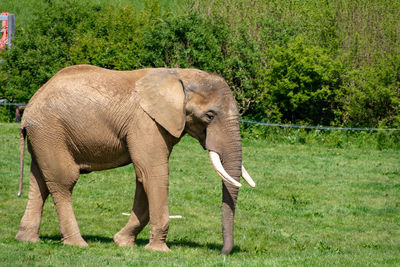 Side view of elephant standing on field