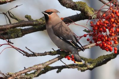 Bird perching on a tree