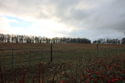 Scenic view of field against sky