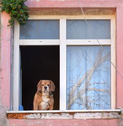 Portrait of dog seen through window