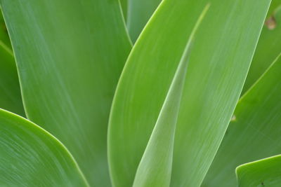 Close-up of green leaves