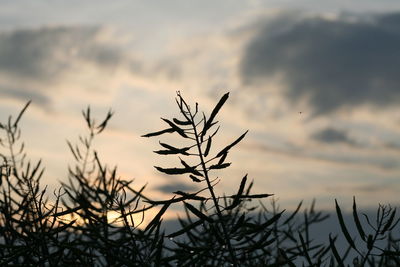 Bare tree against sky at sunset