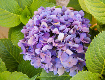 Close-up of purple hydrangea flowers