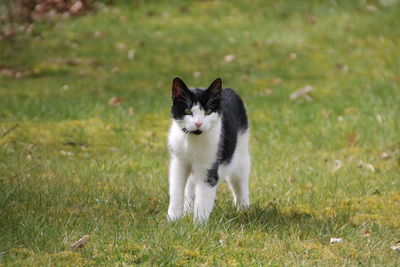 Portrait of cat on grassy field