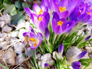 Close-up of purple crocus flowers