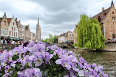 View of flowering plants by river against buildings