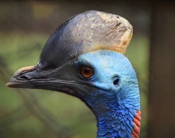 Close-up of peacock