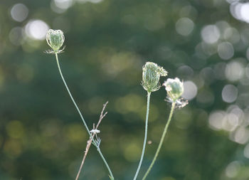 Close-up of plant