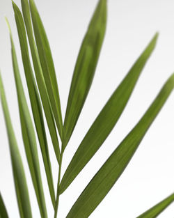 Close-up of palm leaf