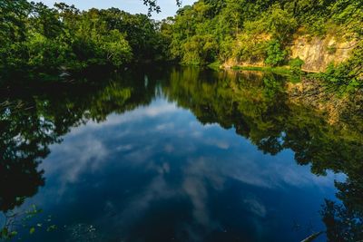 Reflection of trees in water