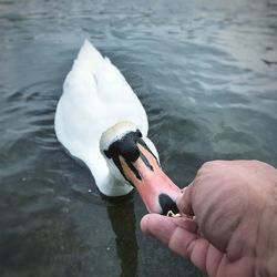 Close-up of hand holding swan in lake