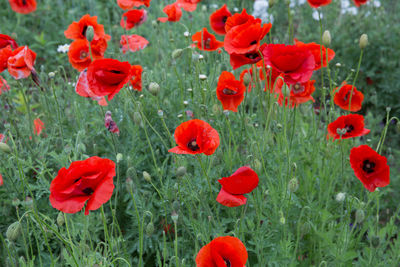 Close-up of red poppy flowers on field