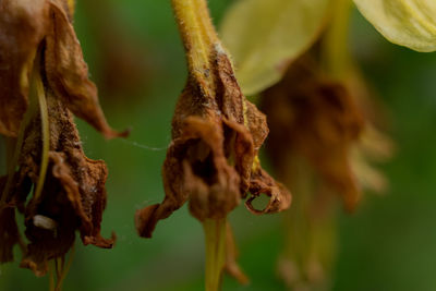 Close-up of wilted flower