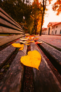 Close-up of autumn leaves on railroad track