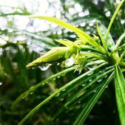 Close up of leaves