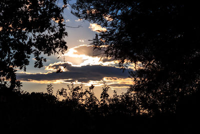 Low angle view of silhouette trees against sky during sunset