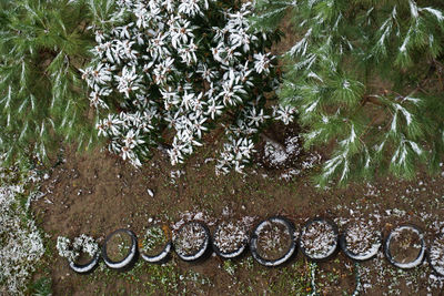 Close-up high angle view of plants